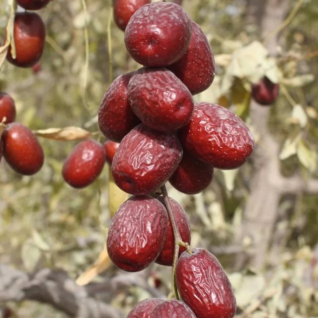 Táo đỏ